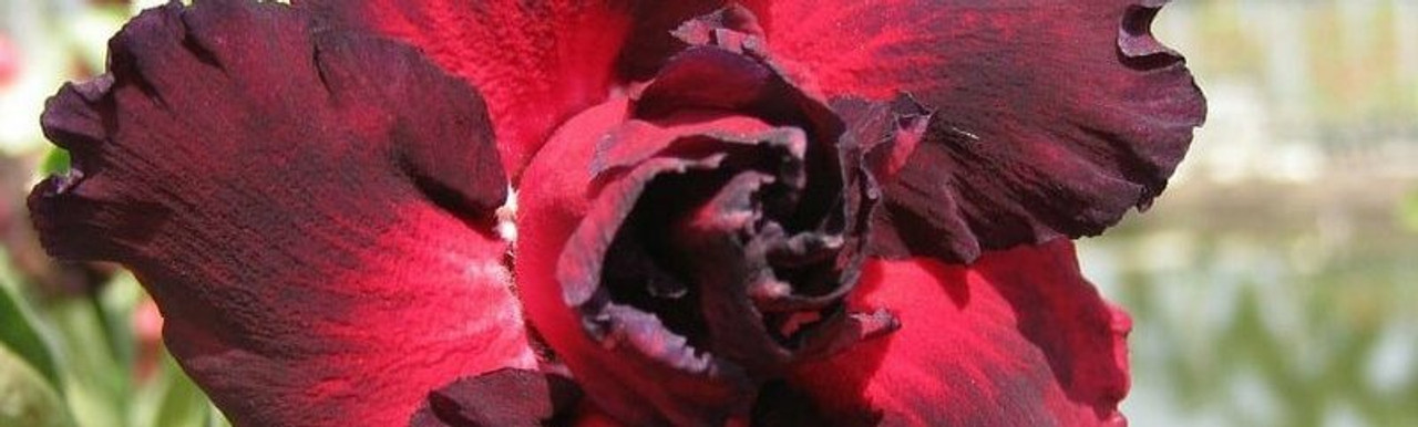 Adenium Adenium